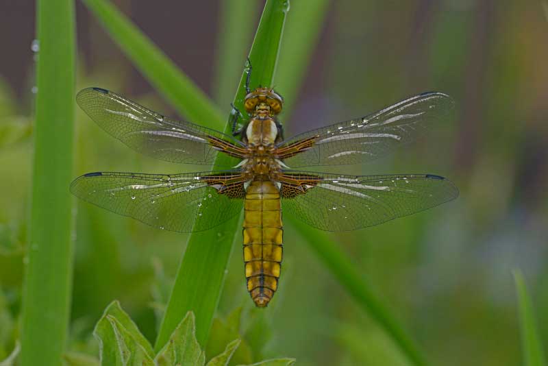 Libellula_depressa